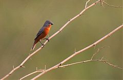 Ruddy-breasted Seedeater